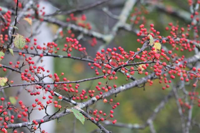 小田代ヶ原草紅葉