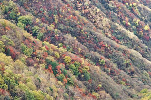 奥日光紅葉情報