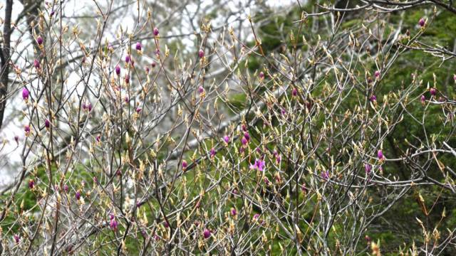 奥日光に花の季節がやってきました