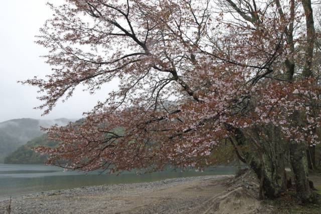 奥日光に花の季節がやってきました