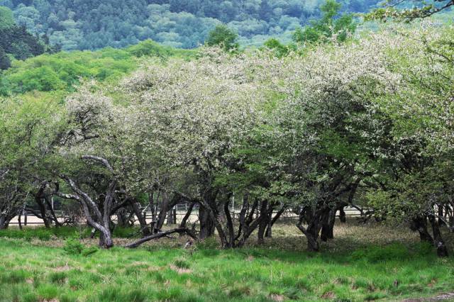 奥日光開花情報