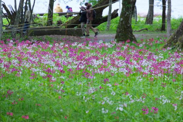 奥日光開花情報