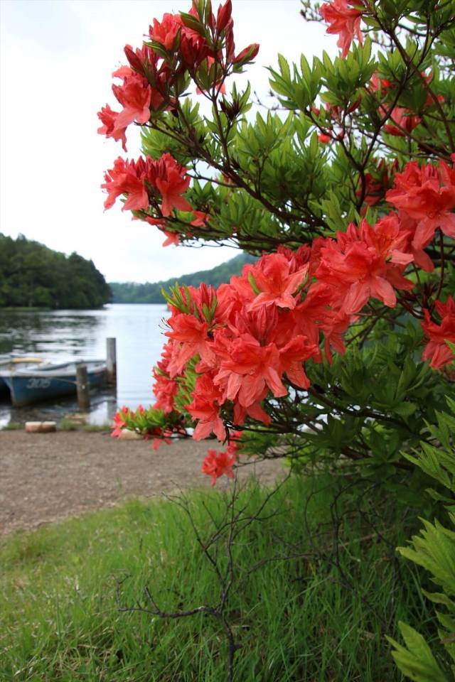 奥日光開花情報