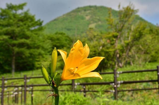 霧降高原　ニッコウキスゲ開花