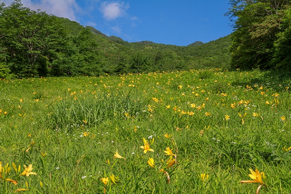 霧降高原　ニッコウキスゲ開花