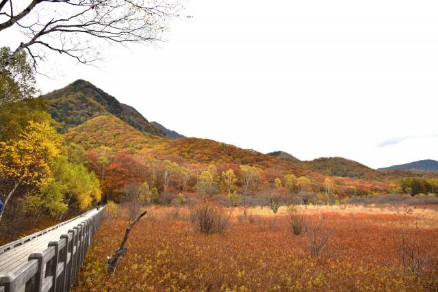 奥日光紅葉情報