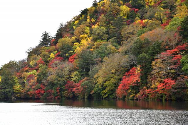 奥日光紅葉情報