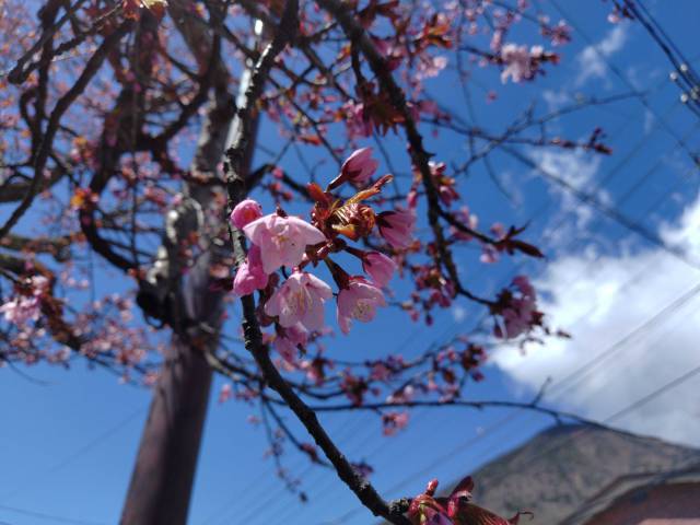  花庵の桜が開花しました♪