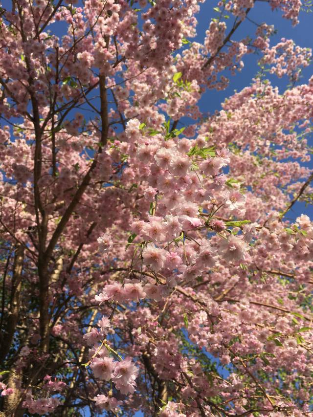  花庵の桜が開花しました♪