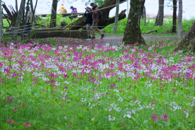 竜頭の滝 トウゴクミツバツツジ見ごろに