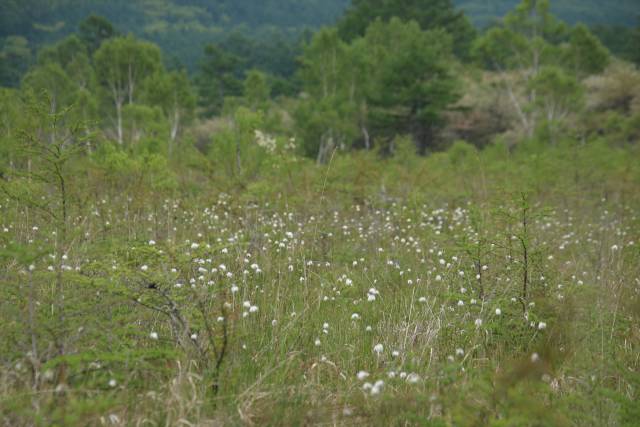 竜頭の滝 トウゴクミツバツツジ見ごろに