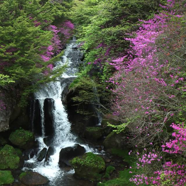春の高山植物