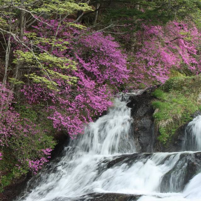 春の高山植物